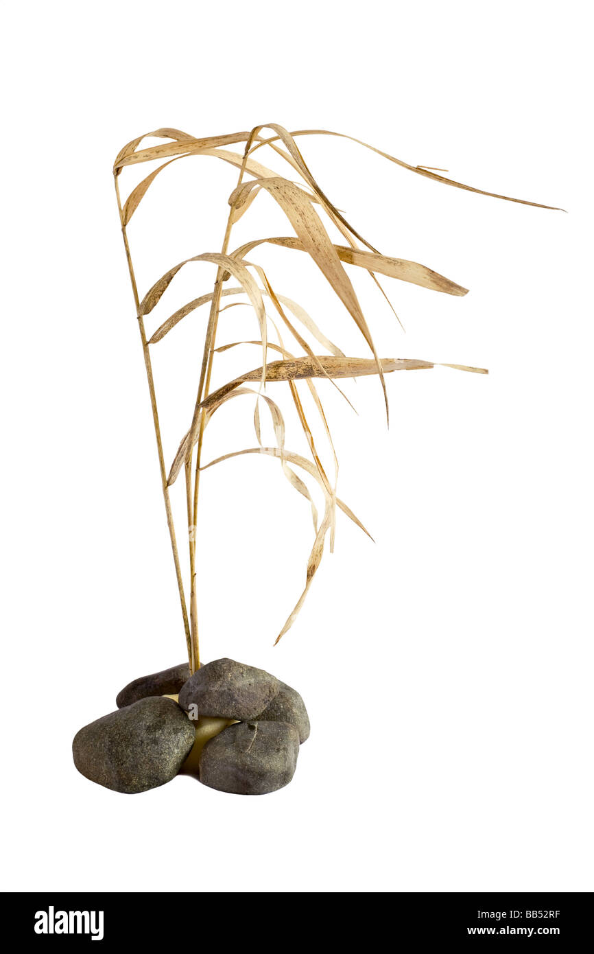 Reed und Steinen Isoated über weiß trocken Stockfoto