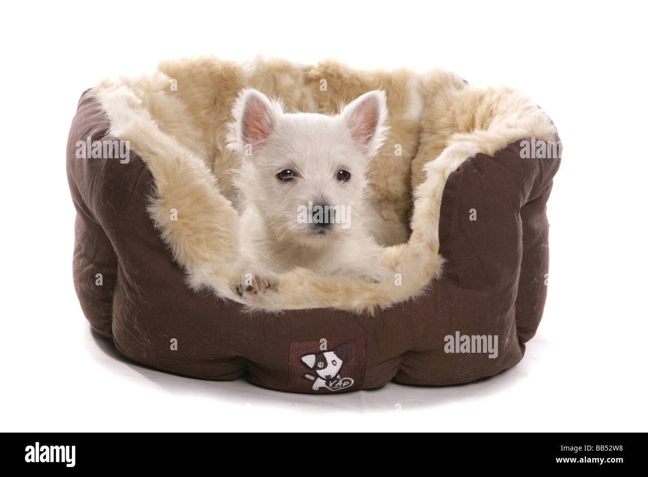 Weiße West Highland Terrier Welpen im Bett Portrait Studio Stockfoto