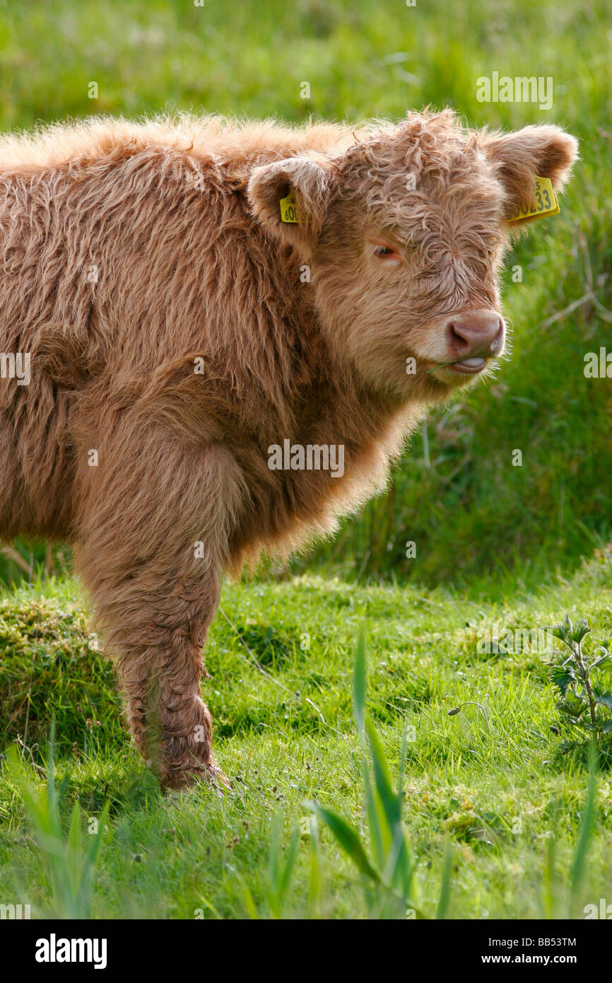 Cute Highland Kuh Kalb auf der Isle of Mull, Schottland Stockfoto