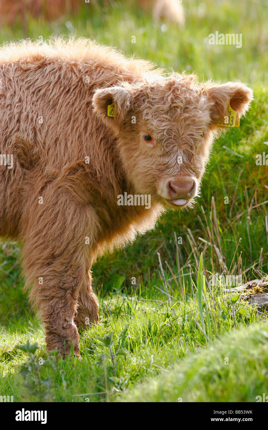 Cute Highland Kuh Kalb auf der Isle of Mull, Schottland Stockfoto