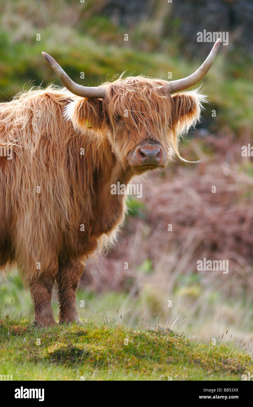 Behaarte Highland Kuh auf der Isle of Mull, Schottland Stockfoto