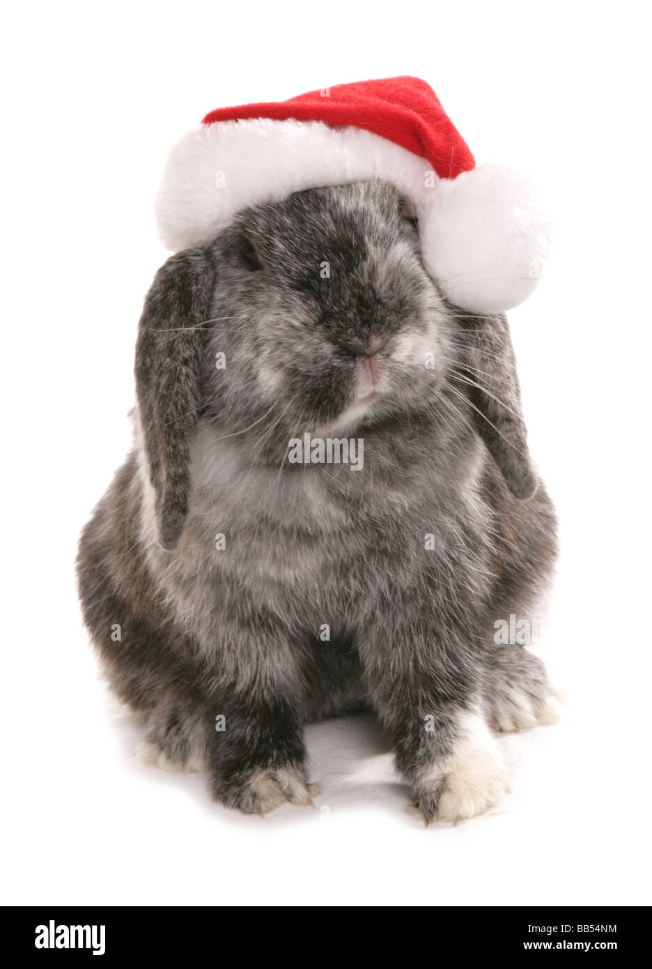 Lop eared Rabbit tragen eine Weihnachtsmütze Stockfoto