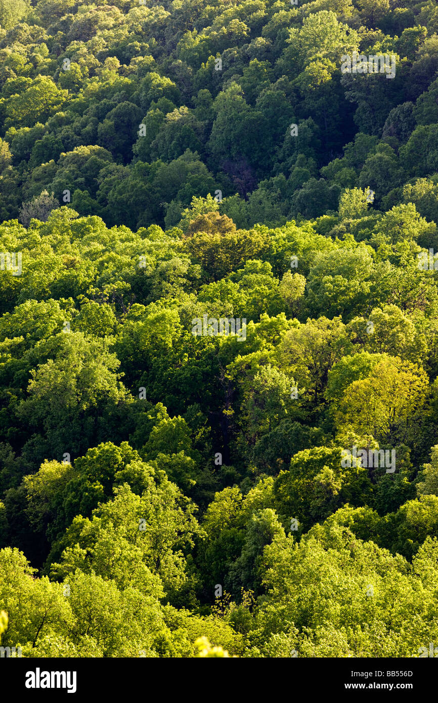 Frühling-Blick vom Gooney laufen übersehen auf der Skyline Drive im Shenandoah National Park Virginia USA Stockfoto