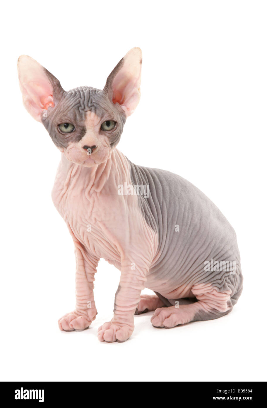 Sphynx Kätzchen sitzen Studio Stockfoto