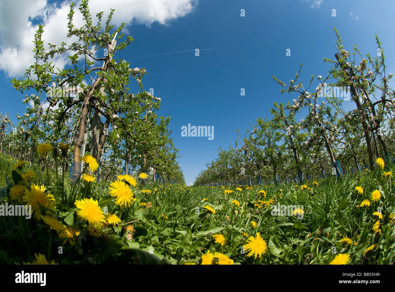 Flowerd Felder Stockfoto
