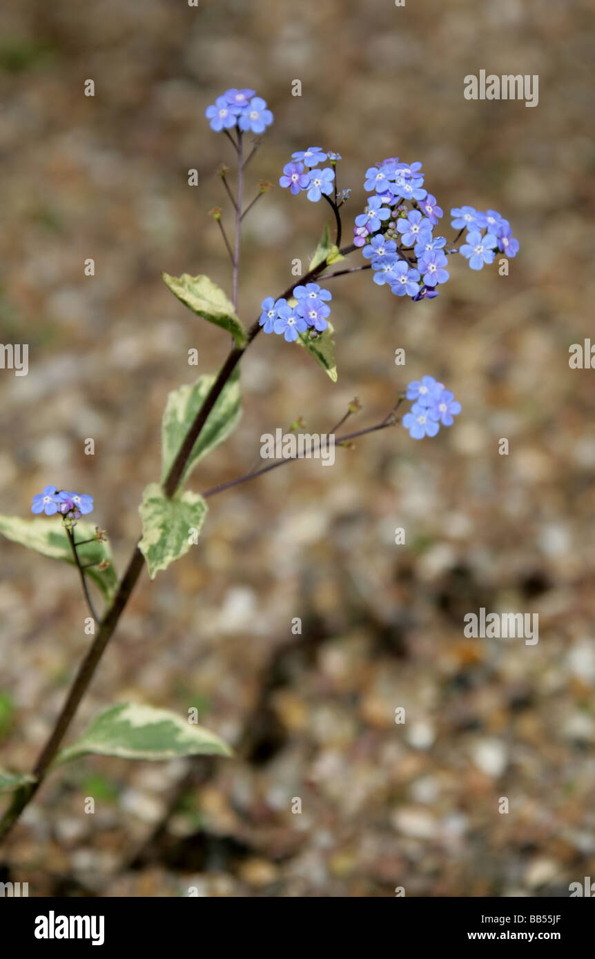 Sibirischer Buglanz, Brunnera macrophylla 'Hadspen Cream', Boraginaceae. Sibirien Stockfoto