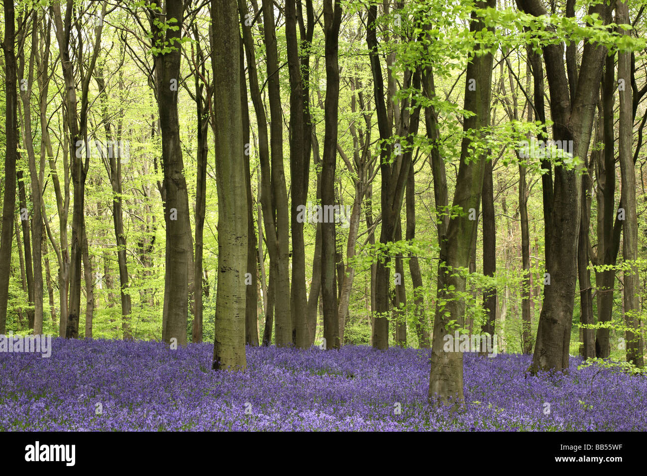 Spring Bluebells - Hyacinthoides non scripta in West Woods bluebell wood, Lockeridge, Marlborough, Wiltshire, England, Großbritannien im Frühjahr Stockfoto