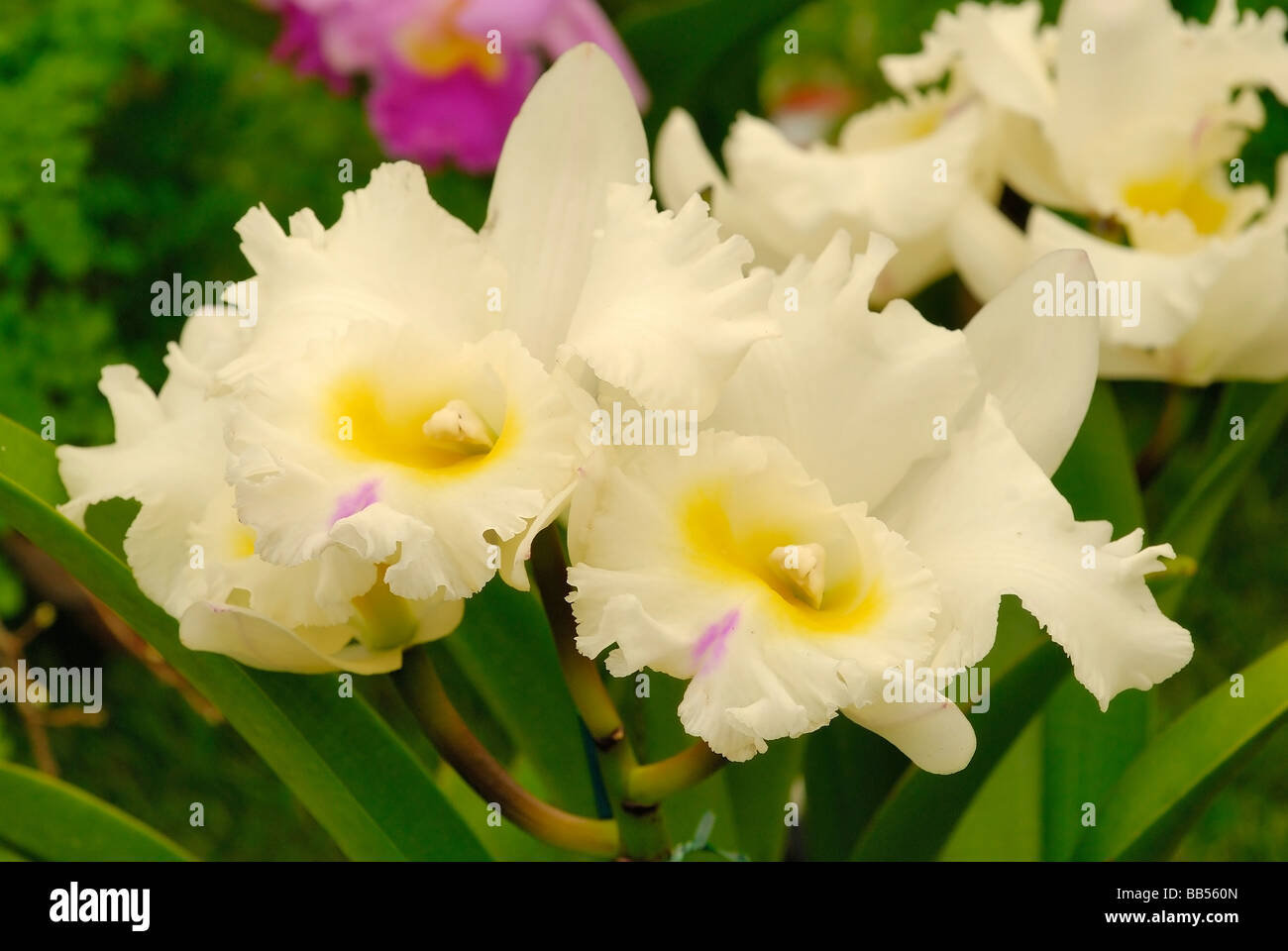 Orchidee Cattleya SP. Orchidaceae Stockfoto