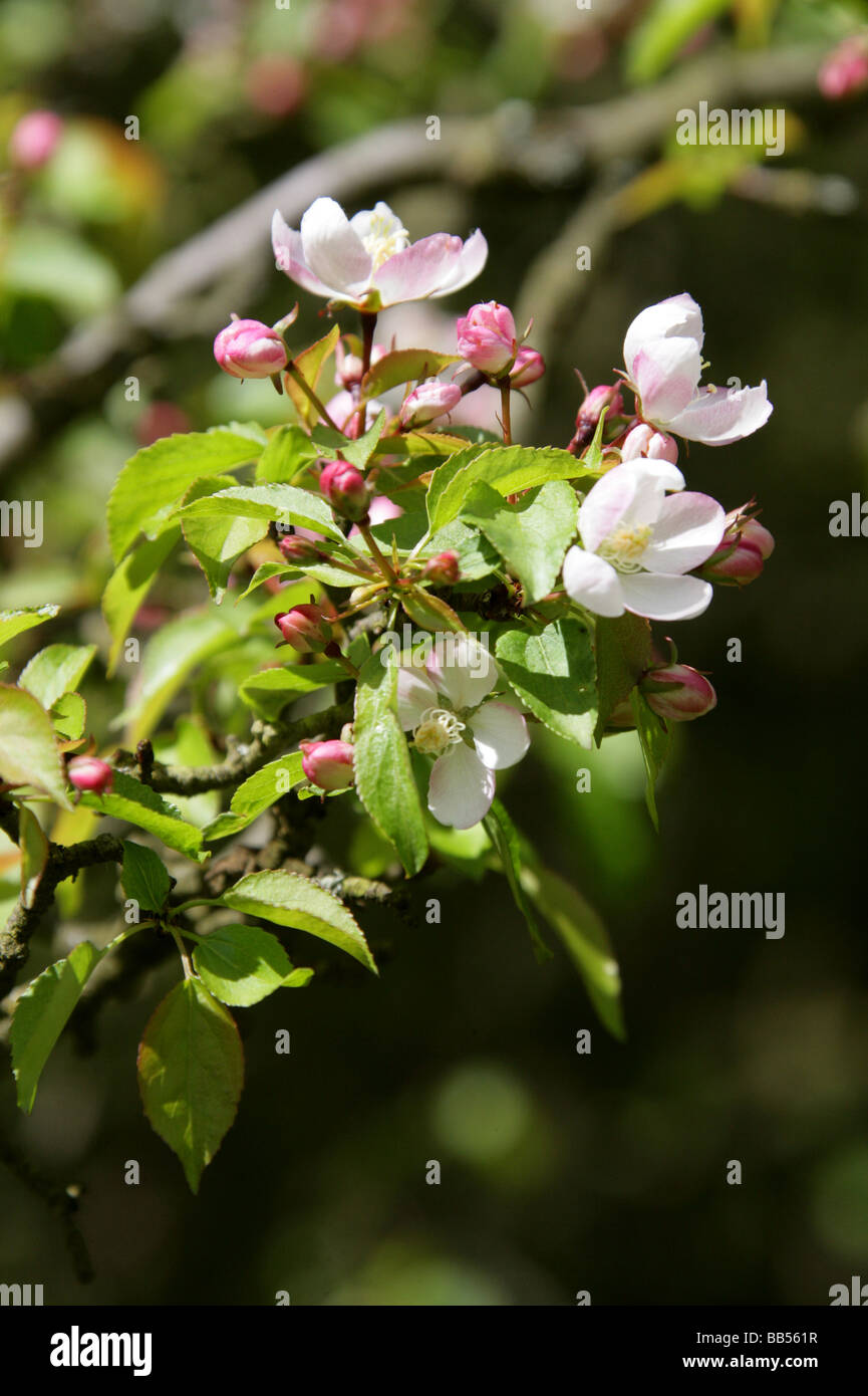Crab Apple Tree, Malus Sylvestris, Rosengewächse Stockfoto