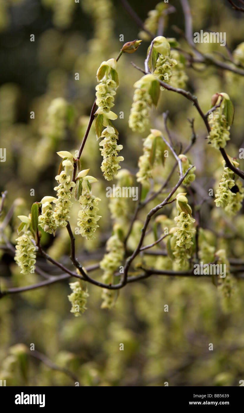 Chinesische Zaubernuss oder Winter Hazel, Corylopsis Sinensis, Hamamelidaceae Stockfoto