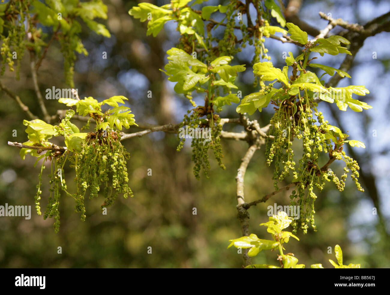 Pedunculate oder englischer Eiche Baum Blumen, Quercus Robur, Fagaceae Stockfoto