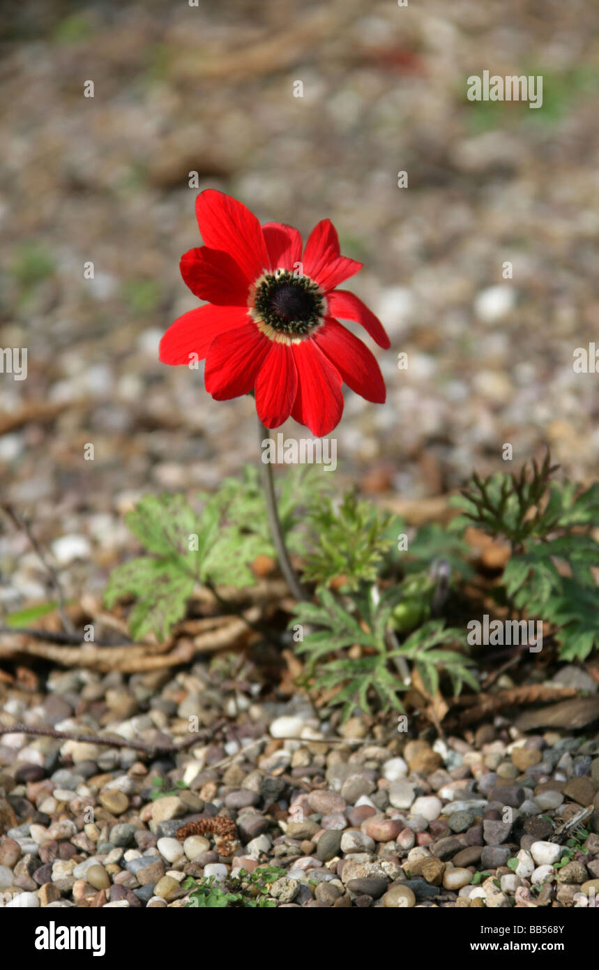 Scharlachrote Windblume, Anemone fulgens, Ranunculaceen. Aka Blood Drops of Christ, Flame Anemone, Robin Hood oder Scarlet-and-John Stockfoto