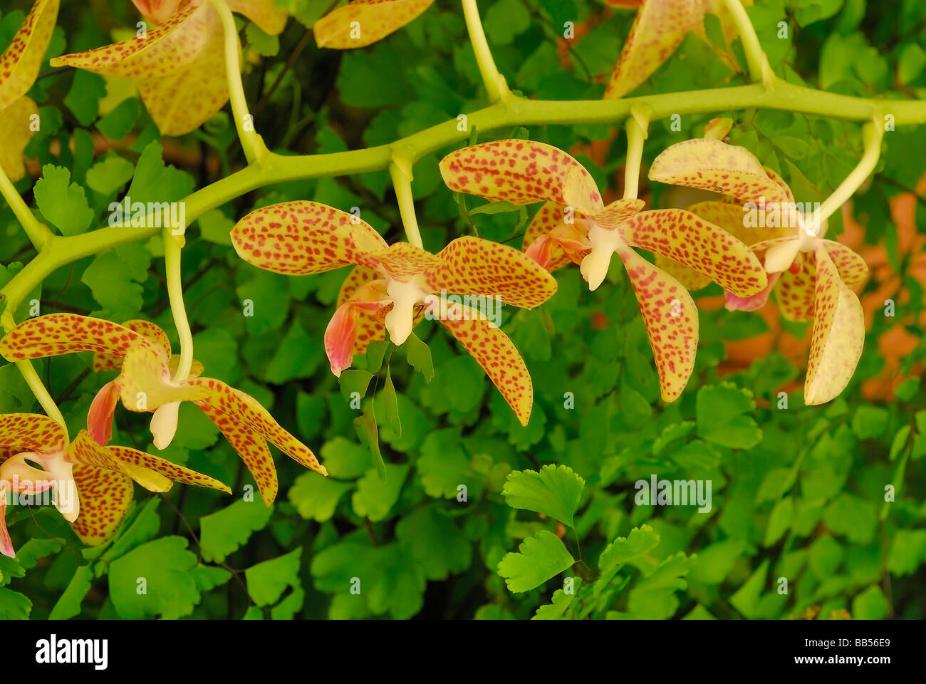 Schmetterling Orchidee Phalaenopsis SP "Memoria Regina Bussa X Phal Deventeriana', Orchidaceae. Stockfoto