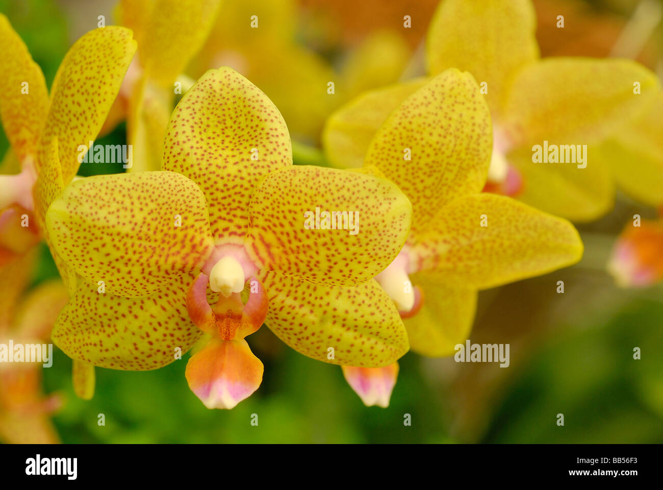 Schmetterling Orchidee Phalaenopsis SP "Memoria Regina Bussa X Phal Deventeriana', Orchidaceae. Stockfoto