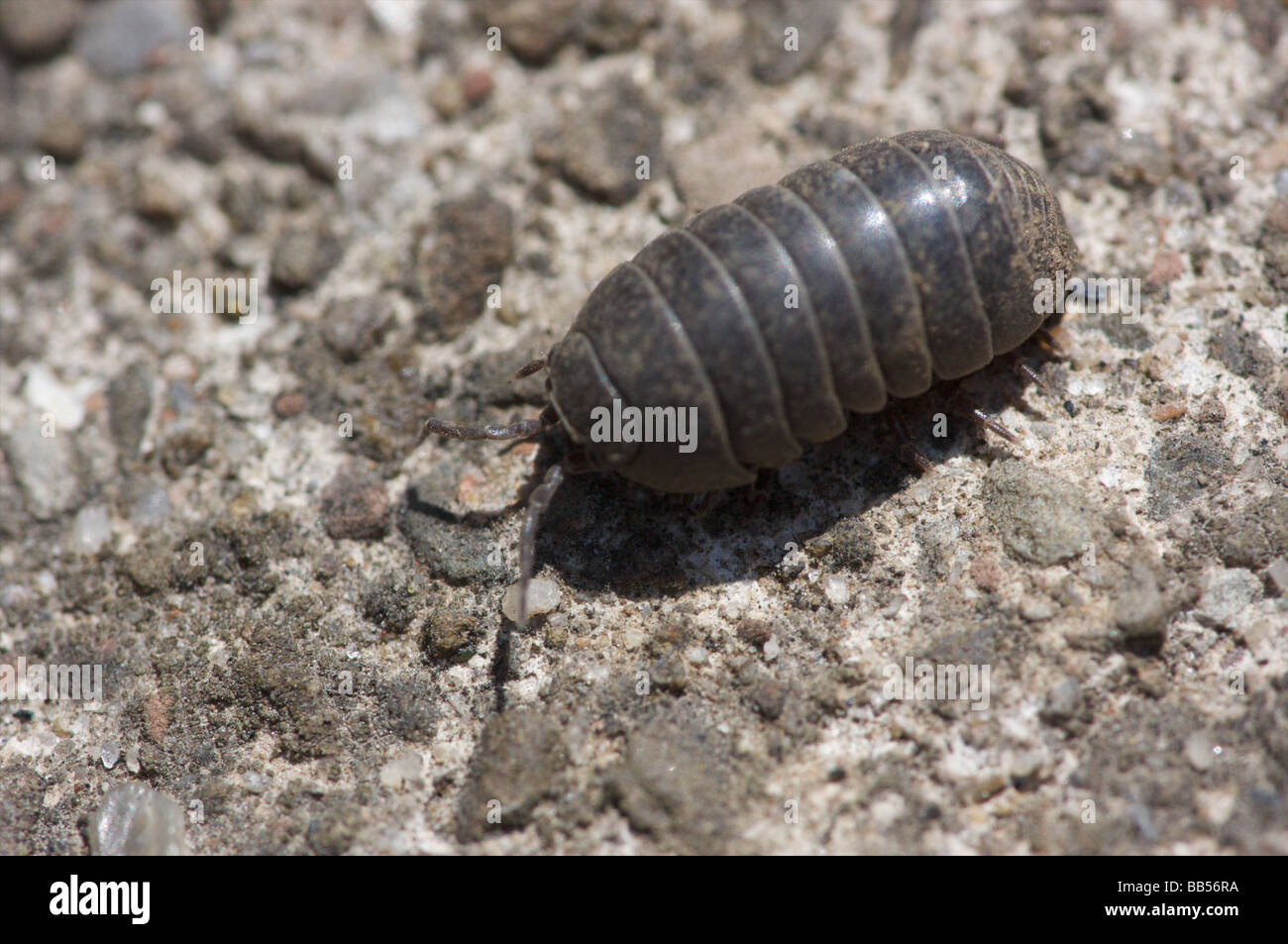 Kartoffel-Bug auf der Straße Stockfoto