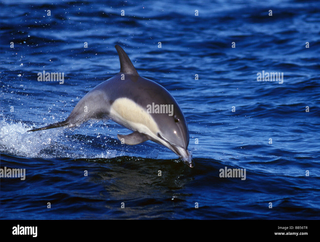 Gemeiner Delfin (Delphinus Delphis) aus dem Meer springen. Stockfoto