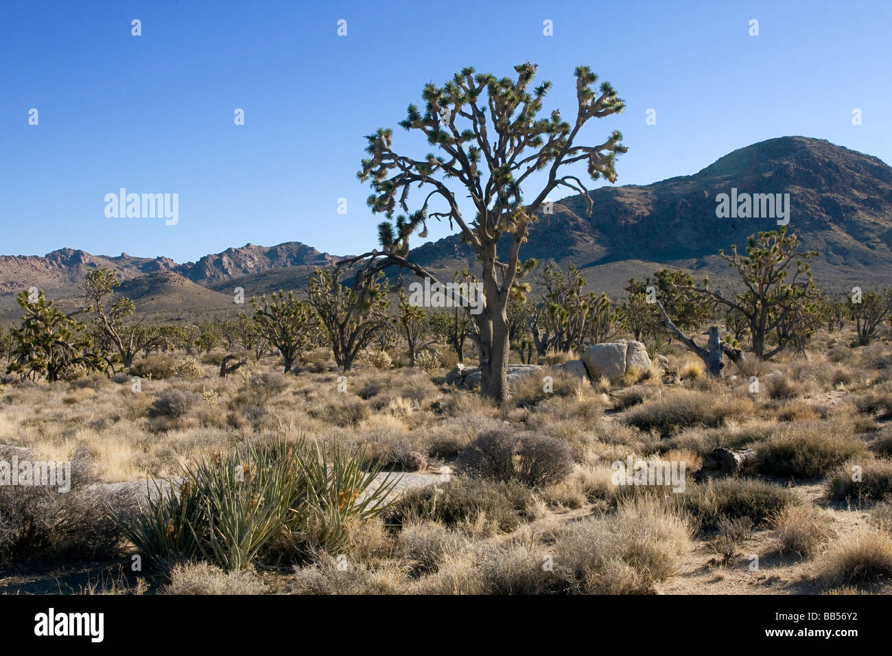 Joshua Bäume Wald - Mojave-Wüste in Kalifornien. Stockfoto