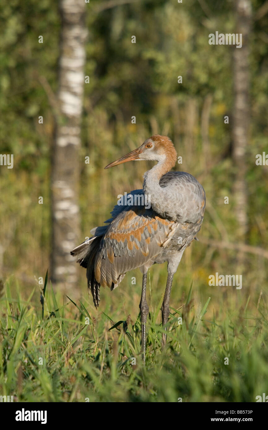 Sandhill Kran Stockfoto