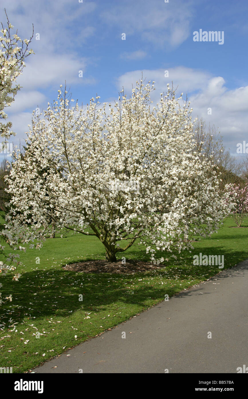 Weiße Magnolie, Magnoliaceae Stockfoto