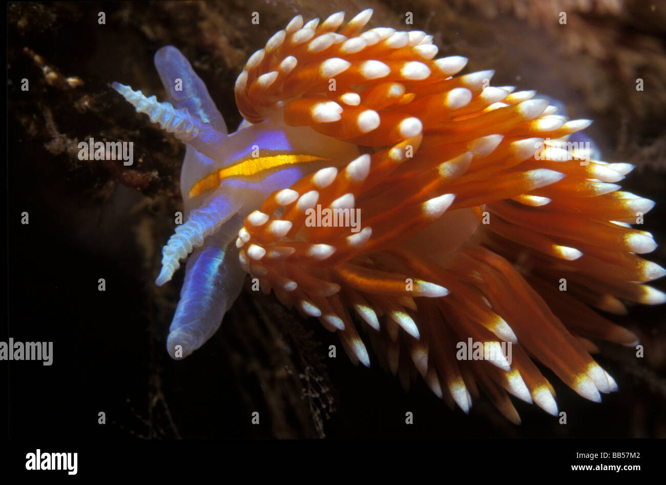 Nahaufnahme der schillernde Nacktschnecke (Hermissenda Crassicornis) Stockfoto