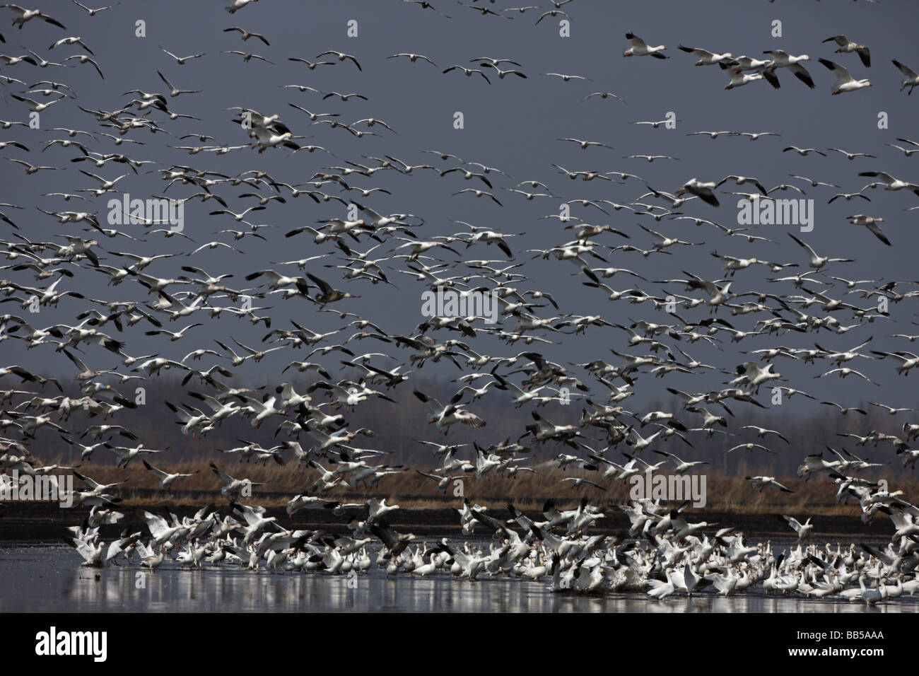 Schneegänse (Chen Caerulescens) NY - USA große Gruppe im Flug - Montezuma Wildlife Refuge Stockfoto