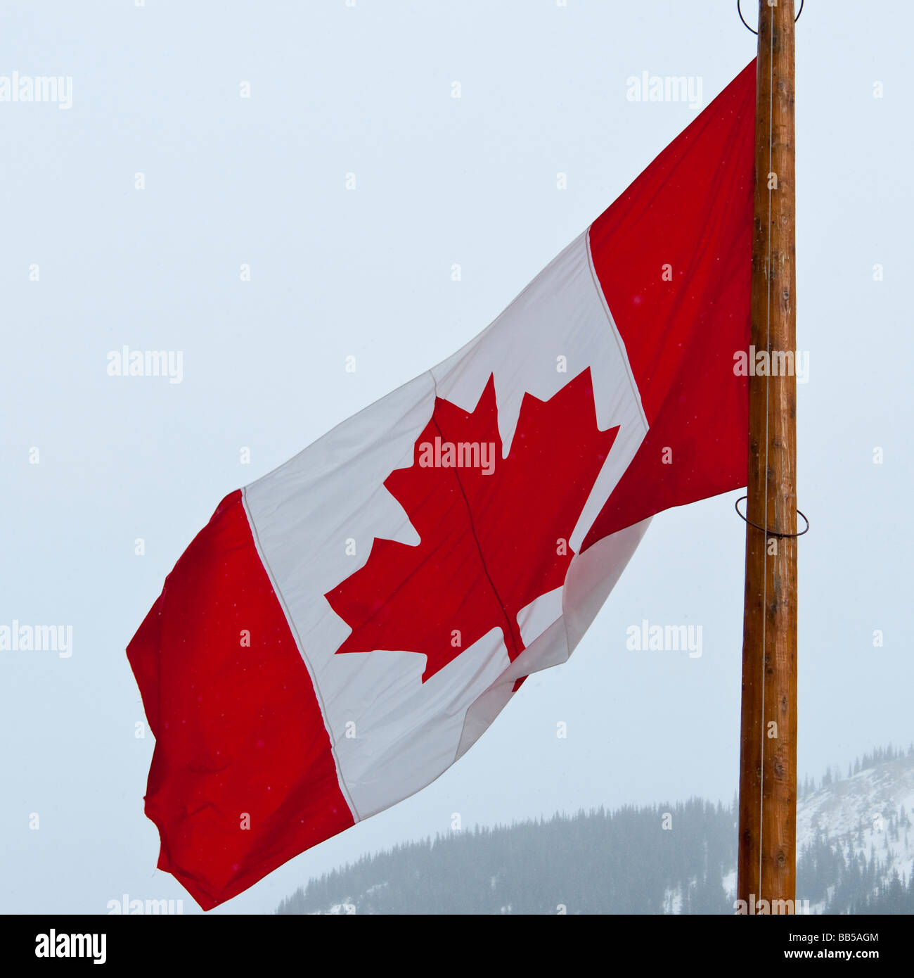 Die Maple Leaf Nationalflagge Kanadas angenommen in 1965 flattert in den Schnee und Wind im Lake Louise Mountain Resort Stockfoto