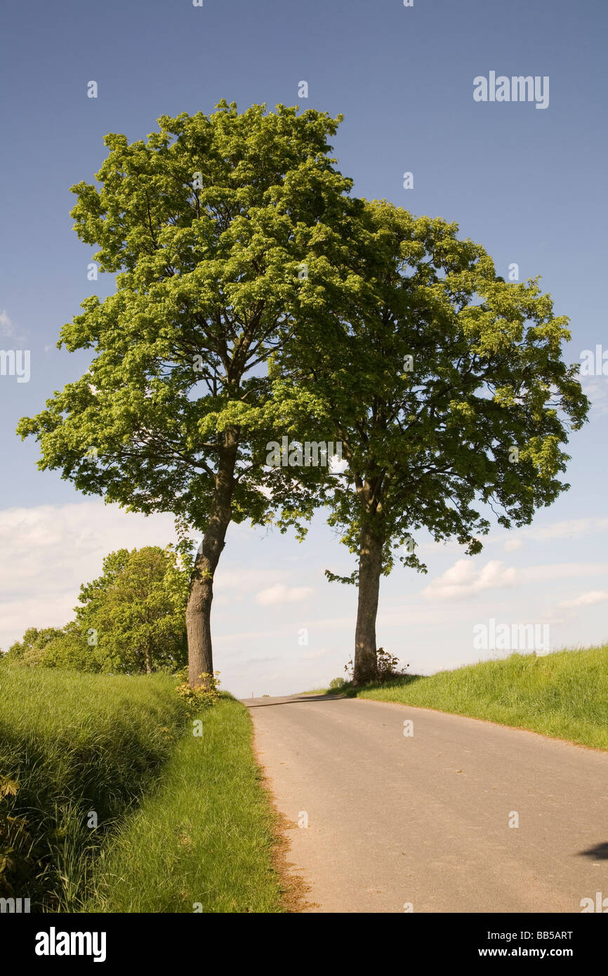 zwei Ahornbäume, die einen Bogen über die Straße zu bauen Stockfoto