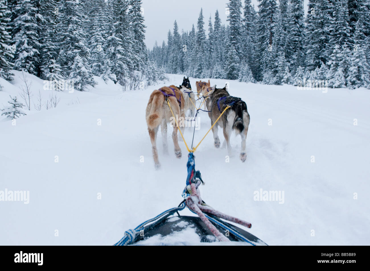 Blick auf einem Hundeschlitten-Team aus dem Schlitten Hundeschlitten im Schnee im Lake Louise Mountain Resort in Kanada Stockfoto