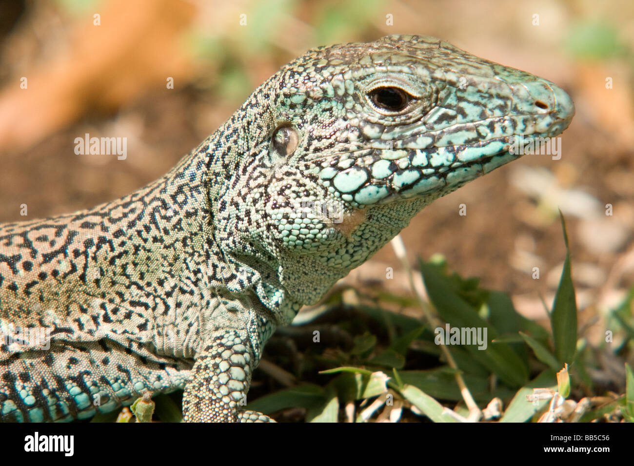 Closeup Kopf und Schultern einer Boden-Eidechse (Ameiva Ameiva) in Grenada, Caribbean. Stockfoto