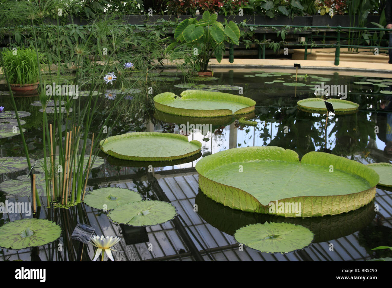 Seerosen im Haus Seerose, Kew Stockfoto