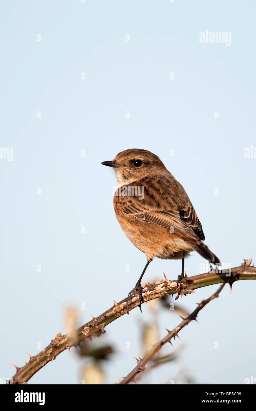 Schwarzkehlchen auf Barsch Stockfoto