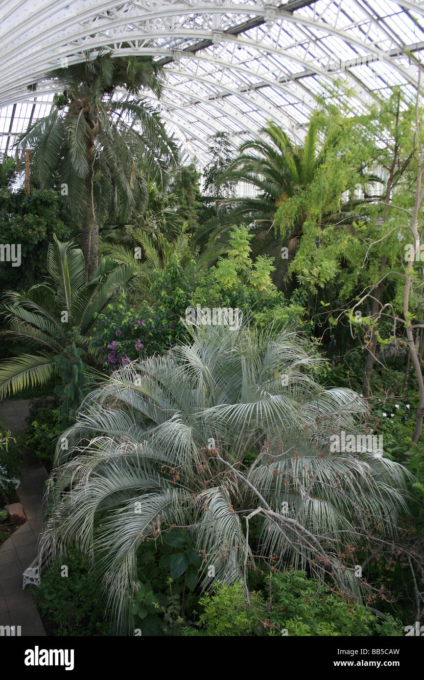 In den gemäßigten Haus, königlichen botanischen Garten in Kew Stockfoto