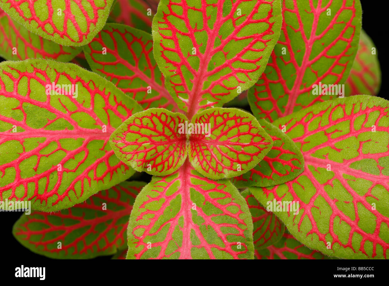 Fittonia Blatt Detail zeigen rote und grüne Musterung Stockfoto
