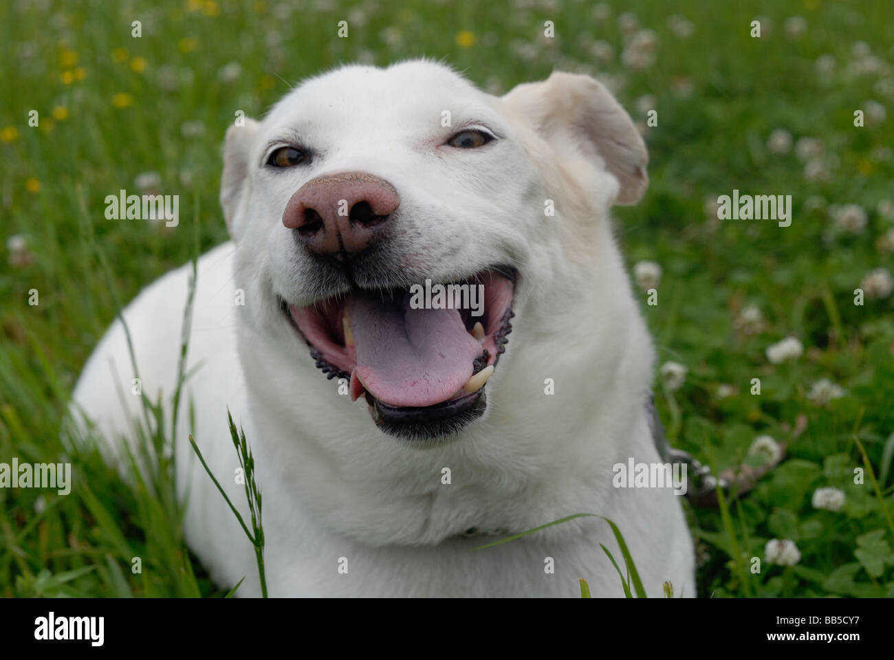 Glücklicher Hund Stockfoto