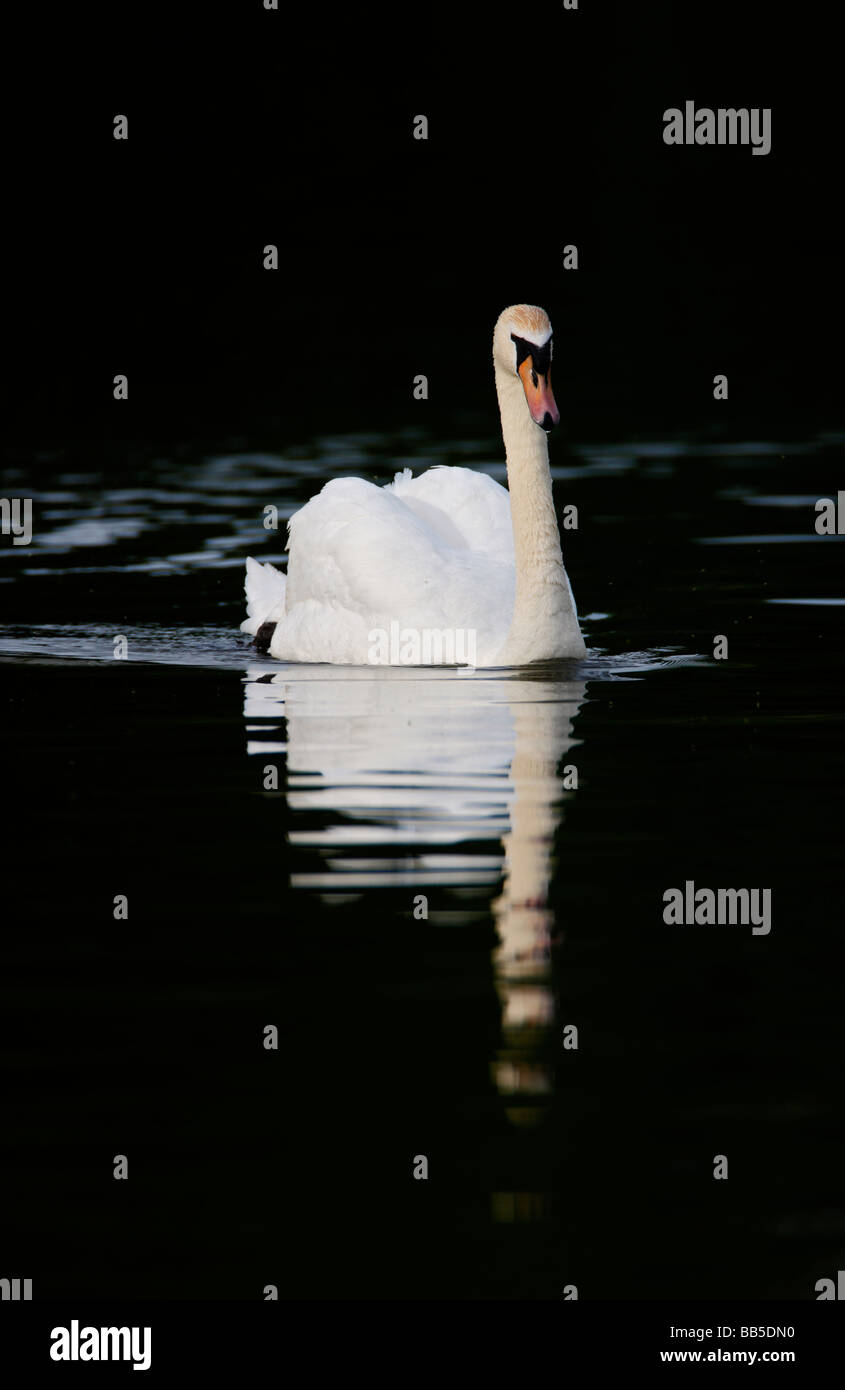 Höckerschwan Cygnus Olor Reflexion Stockfoto