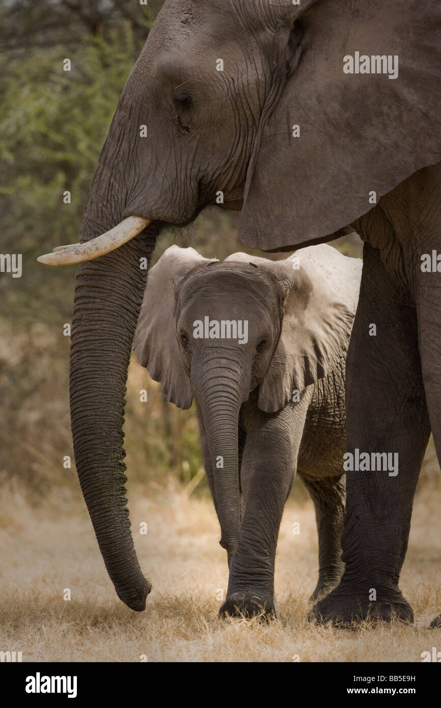 Niedliche Baby afrikanischer Elefant schaut aus unter Schutz von Mutters Kopf und Rumpf Stockfoto