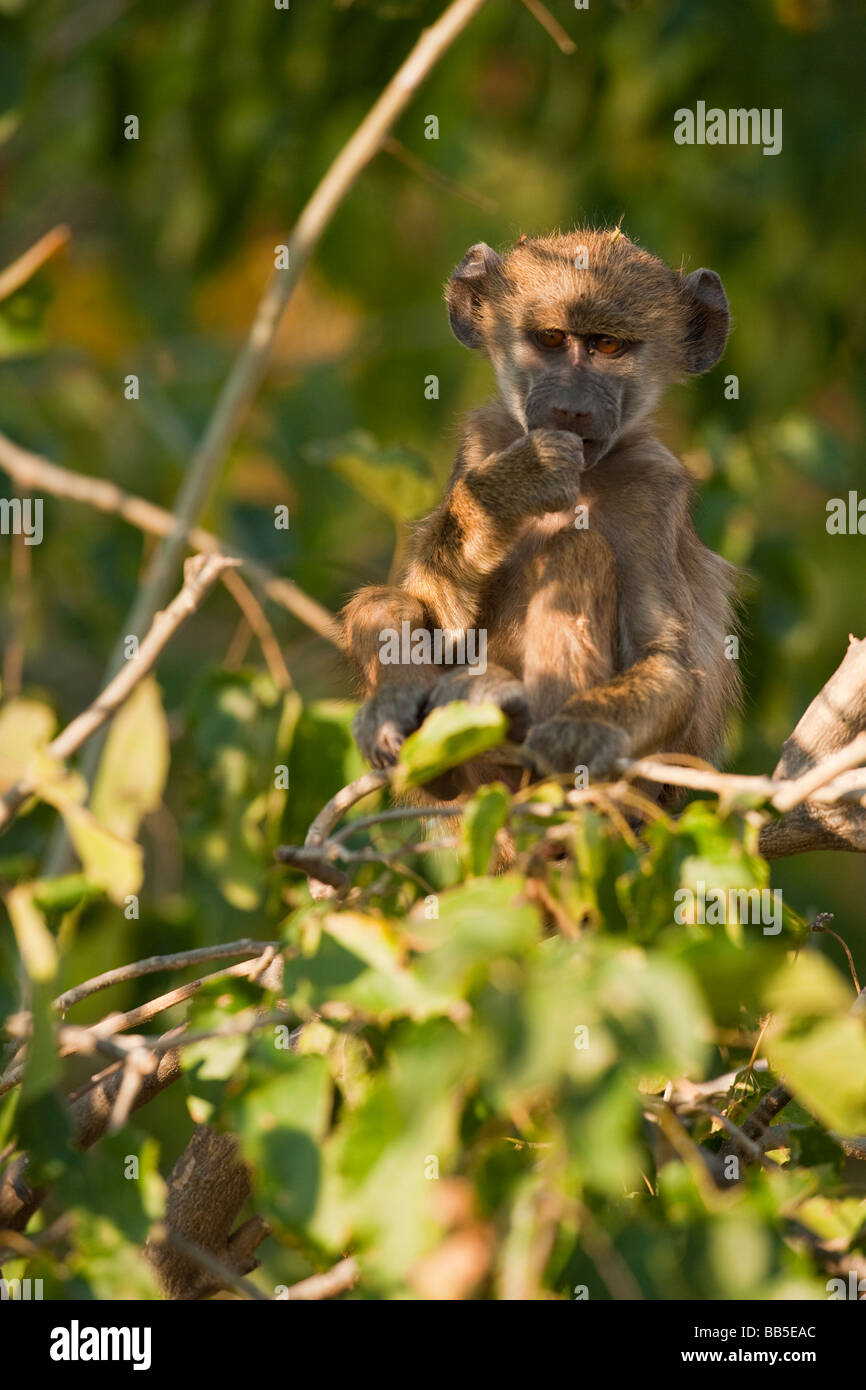 Close up niedlichen Afrikanische spinne Affe sitzt im grünen Baum, Daumen im Mund Denken in weichen dappled Licht, direkten Augenkontakt, Augen durch die untergehende Sonne leuchtet Stockfoto