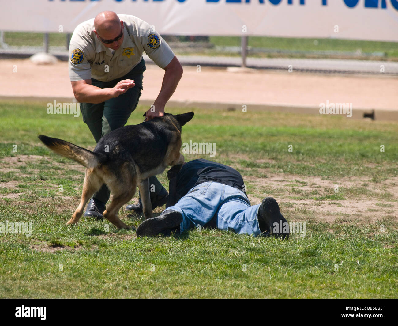 Polizist hemmt seinen Hund verletzen menschliche Köder bei K9 trials Stockfoto