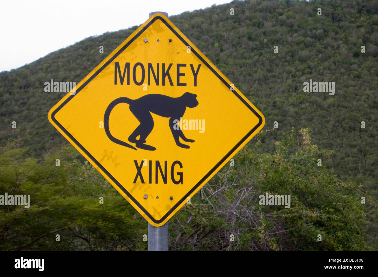 Gelbe Raute Vorsicht bei Affen auf Autofahrer Warnung Straßenschild Karibikinsel Nevis Stockfoto