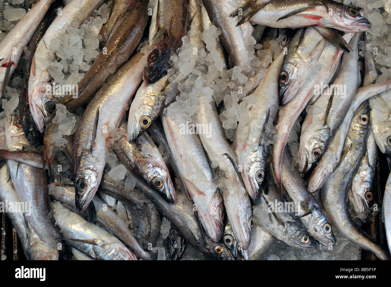 Frische Atlantic Seelachs Stockfoto
