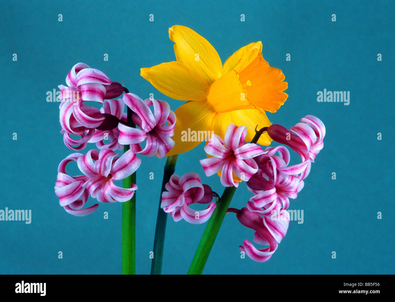 Narzissen und Hyazinthen, botanische friedliche Flora Blumenkunst künstlerische Komposition Stillleben Tabelle Anordnung Lavendel gelb Stockfoto