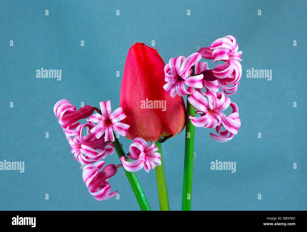 Rote Tulpen und Hyazinthen, botanische friedliche Flora Blumenkunst künstlerische Komposition Stillleben Tabelle Anordnung Lavendel rot Stockfoto