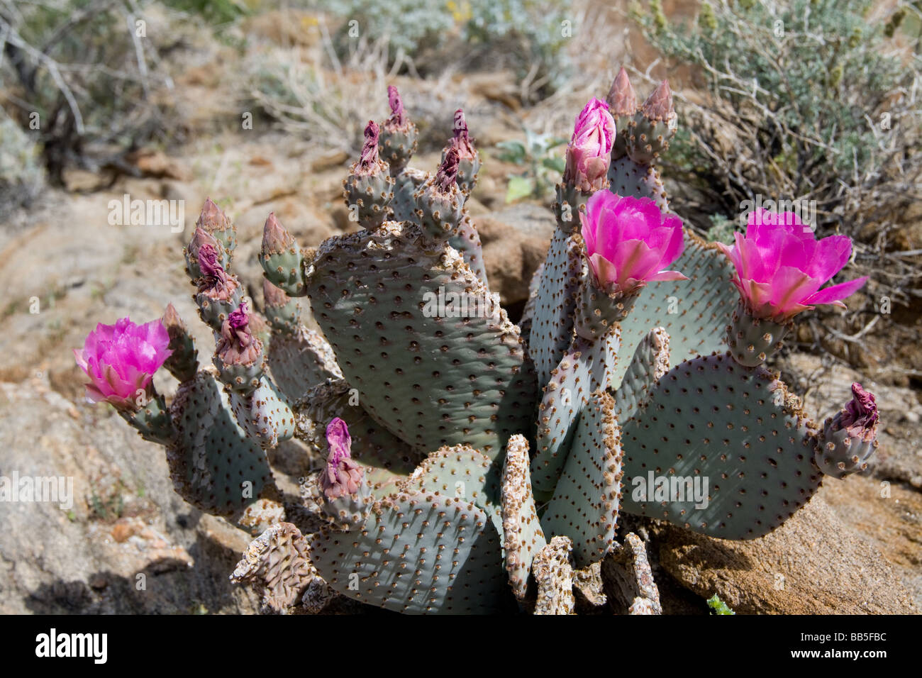 Brillante Lavendel Beavertail Kaktus Blumen Stockfoto