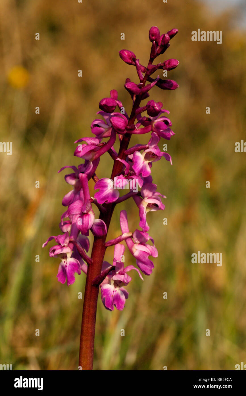 Frühe lila Orchidee Orchis mascula Stockfoto