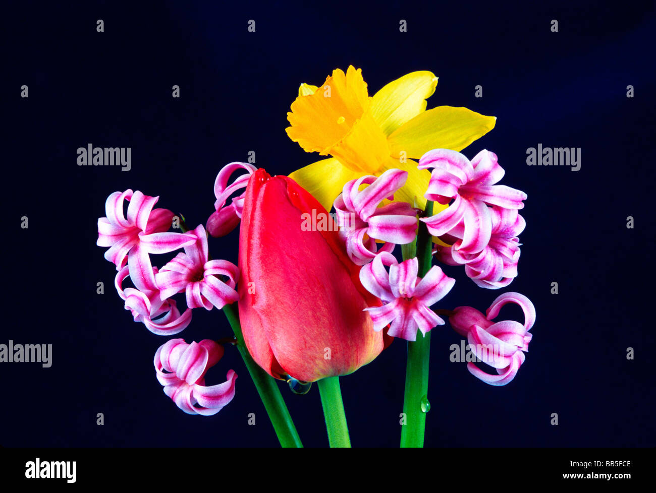 Tulpen, Hyazinthen und Narzissen, botanische friedliche Flora Blumen künstlerische Komposition Stillleben Tabelle Anordnung Blumen Lavendel Stockfoto
