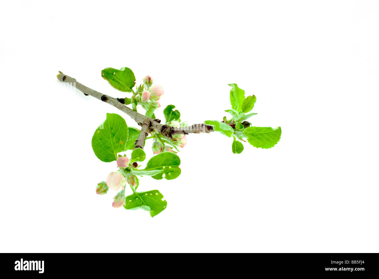 Apfel-Ast auf weißem Hintergrund Stockfoto