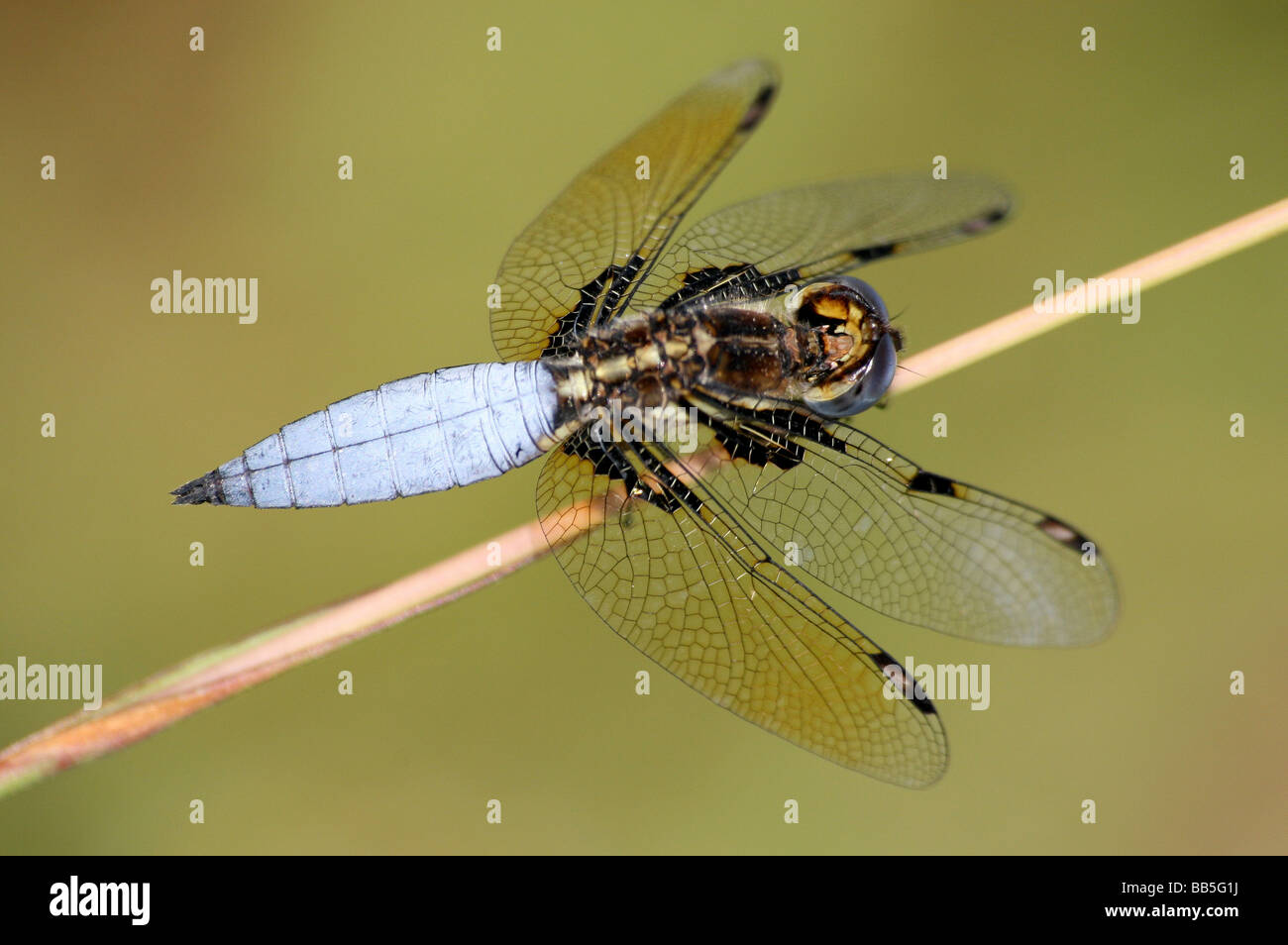 Männliche asiatische Witwe Palpopleura Sexmaculata besessenen am Mo, Nagaland, Indien Stockfoto