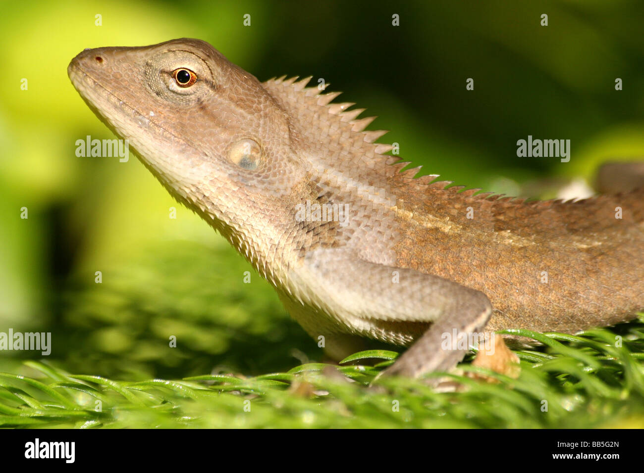 Nahaufnahme der Kopf des Oriental Garden Lizard Calotes versicolor Taken im Bundesstaat Assam, Indien Stockfoto