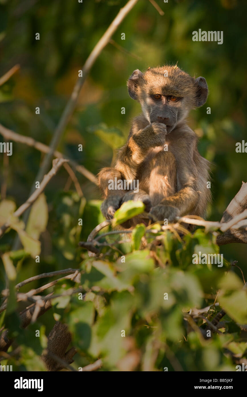 Close up niedlichen Afrikanischen spider Monkey in grüner Baum Daumen im Mund Denken in weichen dappled Licht, direkten Augenkontakt, Augen durch die untergehende Sonne leuchtet Stockfoto