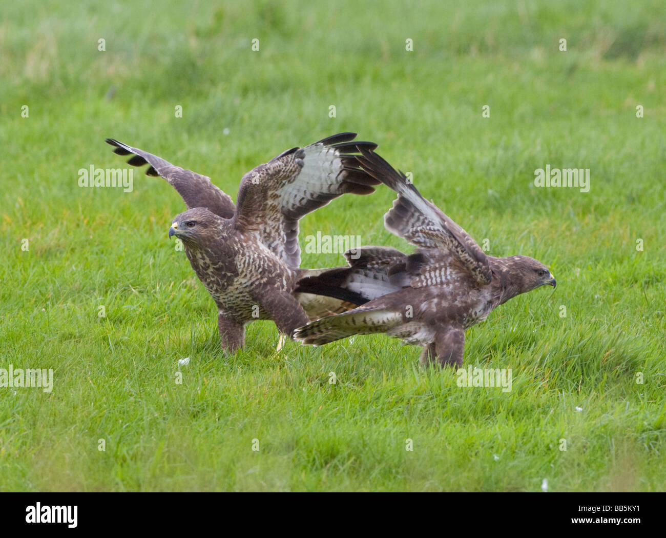 Mäusebussard Buteo Buteo Gigrin Farm Wales Stockfoto